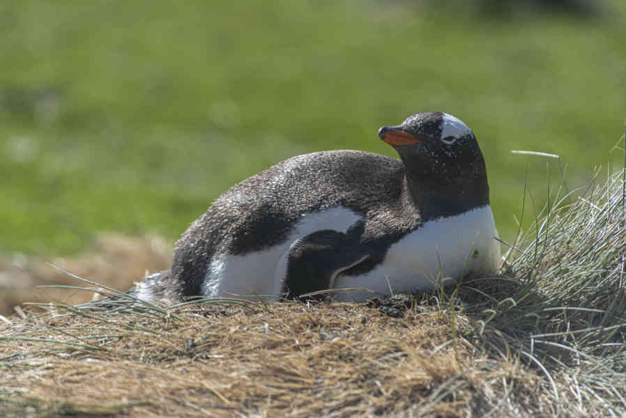 Pingüino Papua o Gentoo - islas Falkland o Malvinas 05.jpg